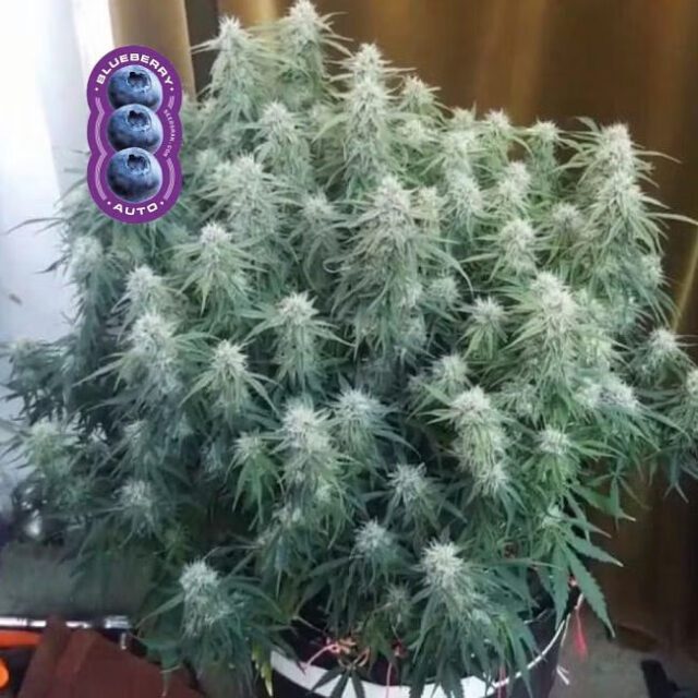 Blueberry Auto Feminized Seeds