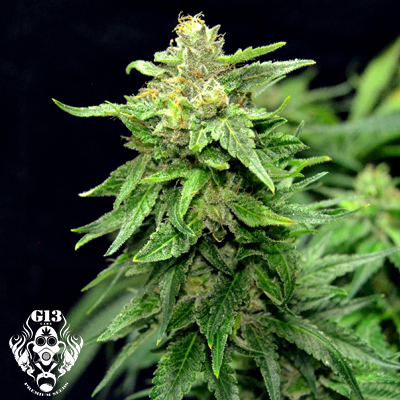 Blue Cindy Feminized Seeds