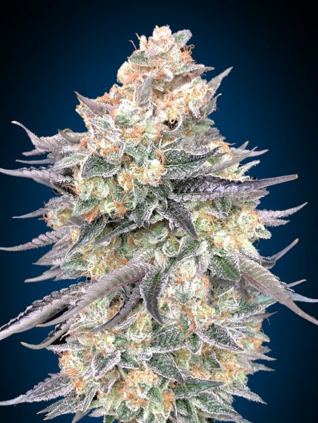 Blue Dream Feminized Seeds