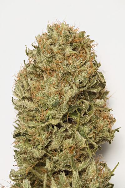 Blue Dream Auto Feminized Seeds