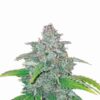 Buy Blue Dream Auto Feminized Seeds by Nirvana in America - Image 2