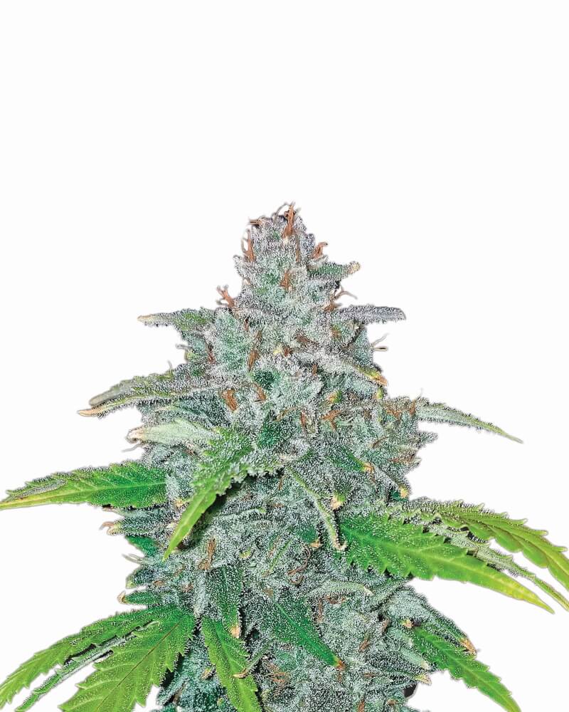 Buy Blue Dream Auto Feminized Seeds by Nirvana in America - Image 2