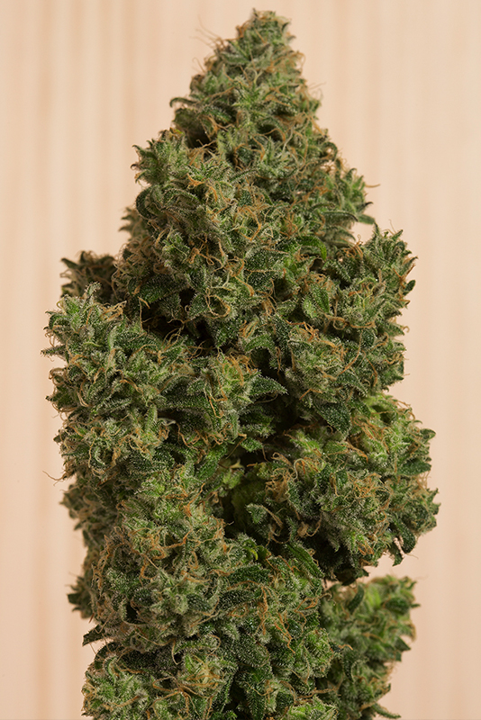 Blue Dream CBD Feminized Seeds