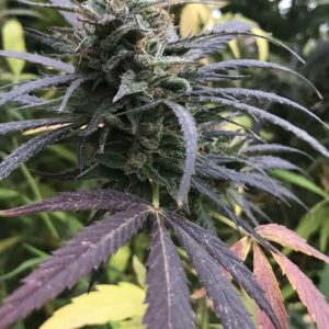 Blue Dream Feminized Seeds