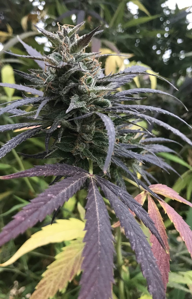 Blue Dream Feminized Seeds Blue Dream Feminized Seeds