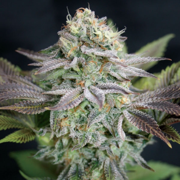 Blue Dream Feminized Seeds