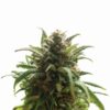 Buy Blue Dream Regular Seeds by Nirvana in America - Image 2