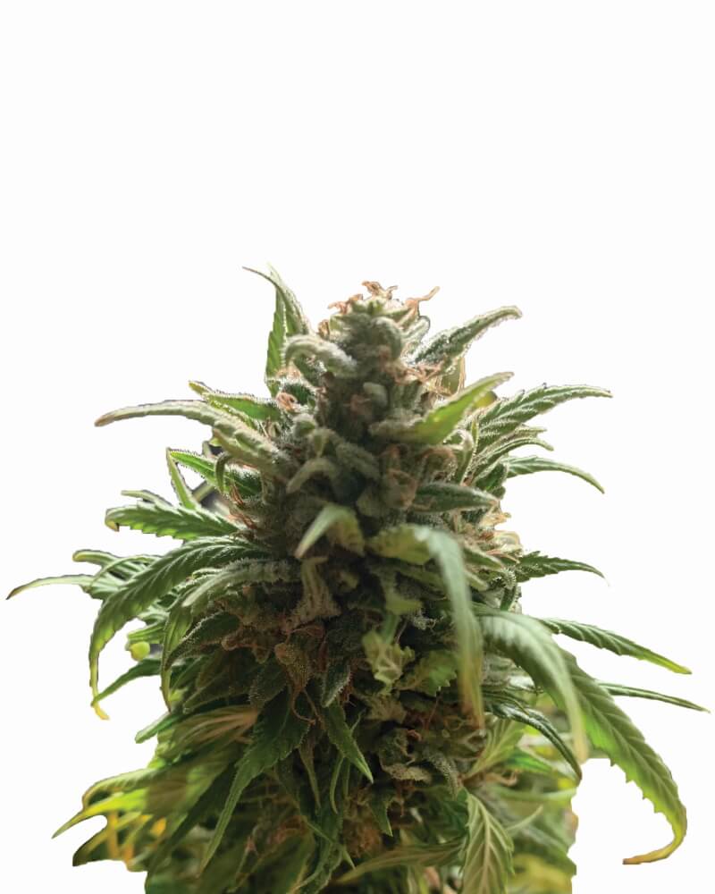 Buy Blue Dream Regular Seeds by Nirvana in America - Image 2