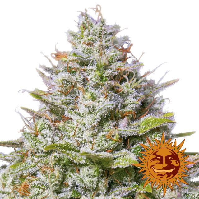 Blue Gelato 41 Feminized Seeds