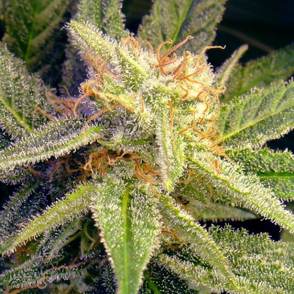 Blue Mystic Feminized Seeds