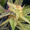 Buy Blue Mystic Auto Feminized Seeds by Nirvana in America - Image 2