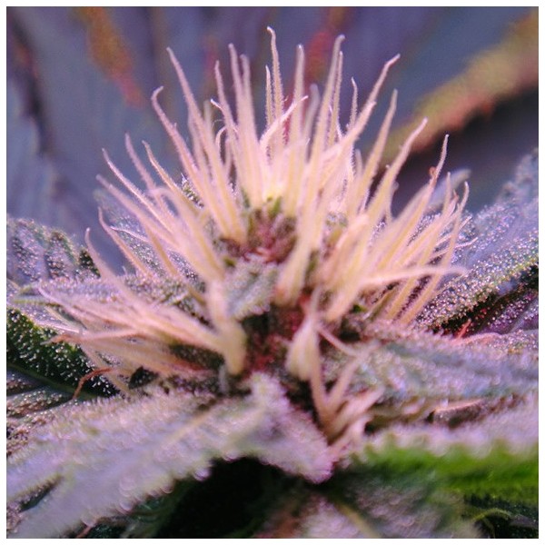 Blue Mystic Auto Feminized Seeds