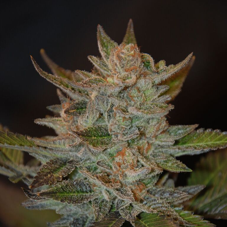 Buy Blue OG Feminized Seeds by G13 Labs in America - Stellar Seeds