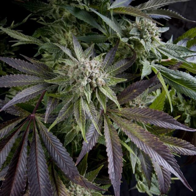 Blue Pyramid Feminized Seeds