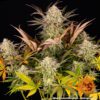 Blue Sunset Sherbert Feminized Seeds