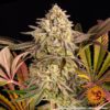 Blue Sunset Sherbert Feminized Seeds