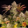 Blue Sunset Sherbert Feminized Seeds