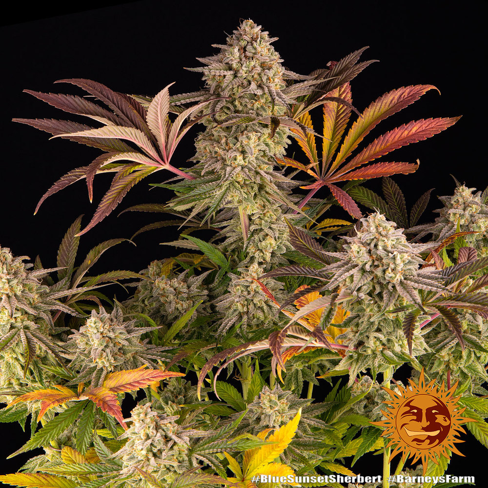 Blue Sunset Sherbert Feminized Seeds
