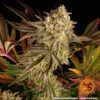 Blue Sunset Sherbert Feminized Seeds