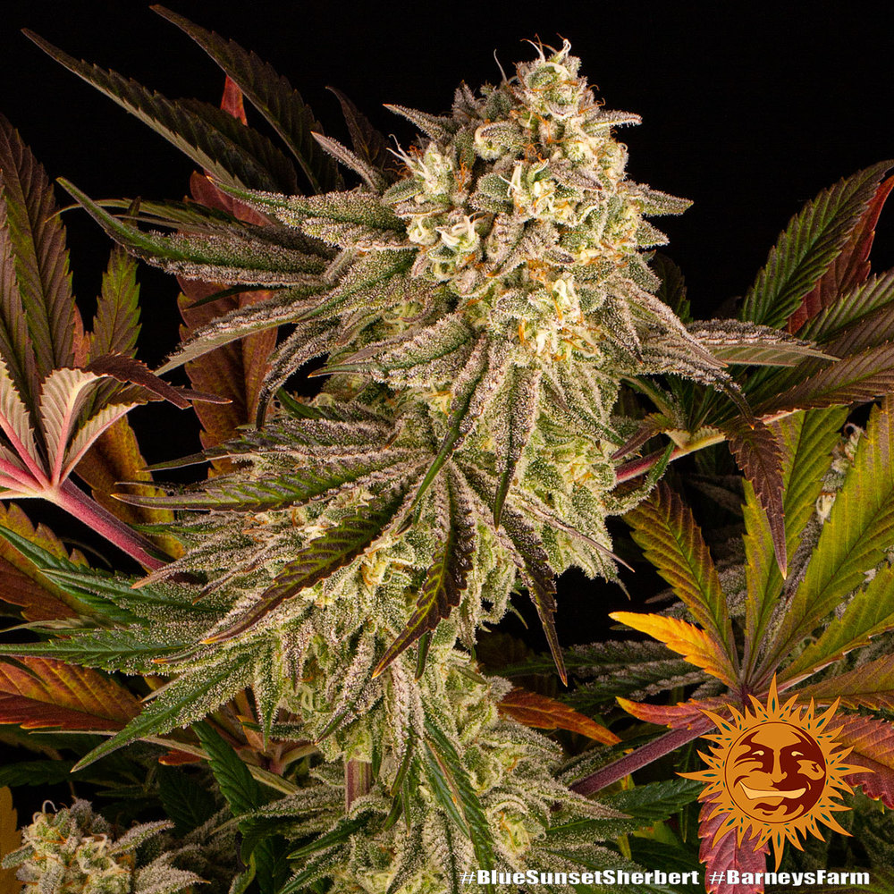 Blue Sunset Sherbert Feminized Seeds