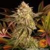 Blue Sunset Sherbert Feminized Seeds