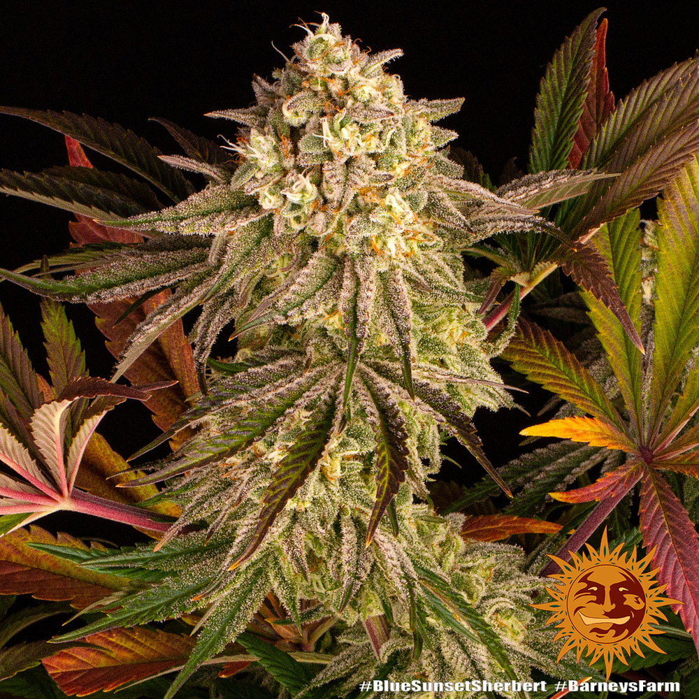 Blue Sunset Sherbert Feminized Seeds