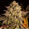 Blue Sunset Sherbert Feminized Seeds