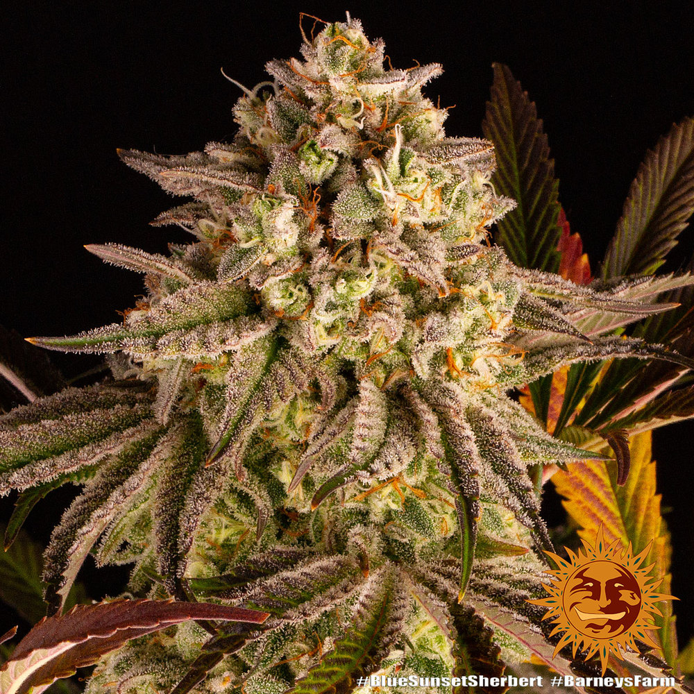 Blue Sunset Sherbert Feminized Seeds