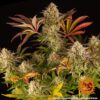 Blue Sunset Sherbert Feminized Seeds
