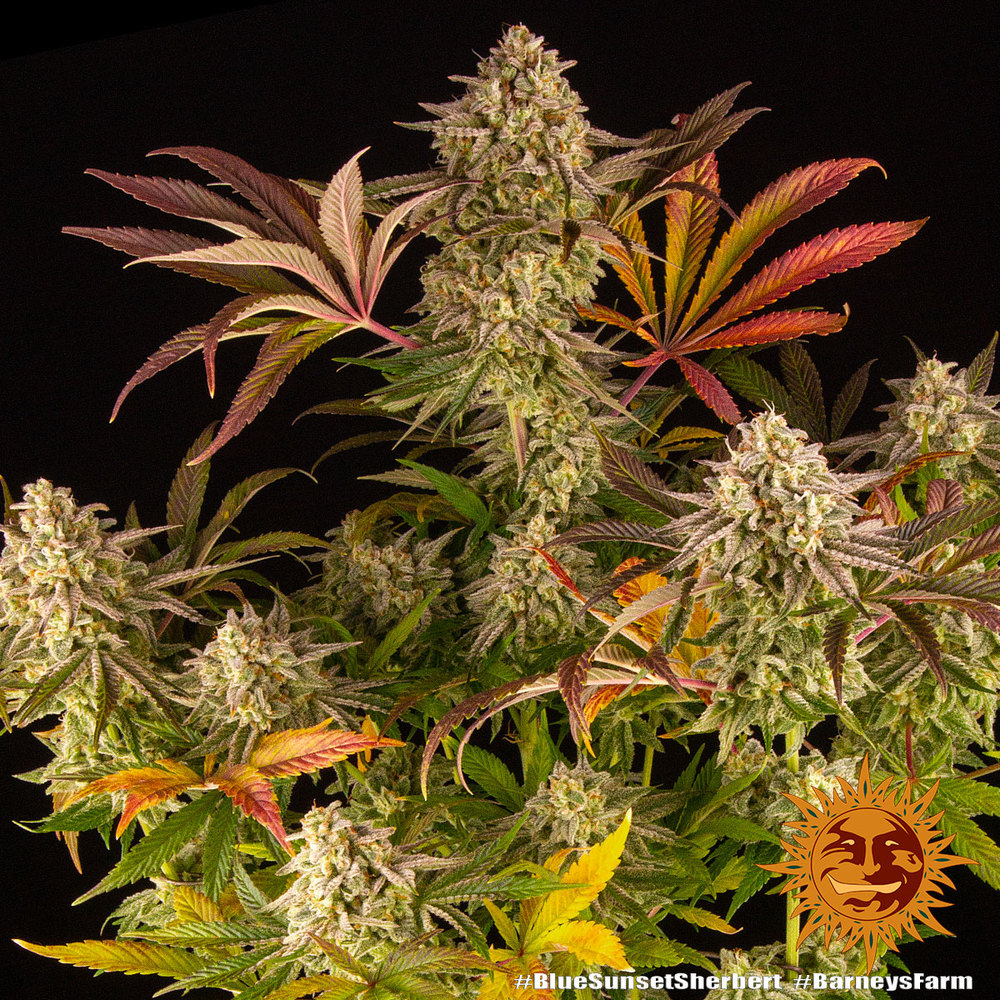 Blue Sunset Sherbert Feminized Seeds