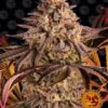 Blue Sunset Sherbert Feminized Seeds