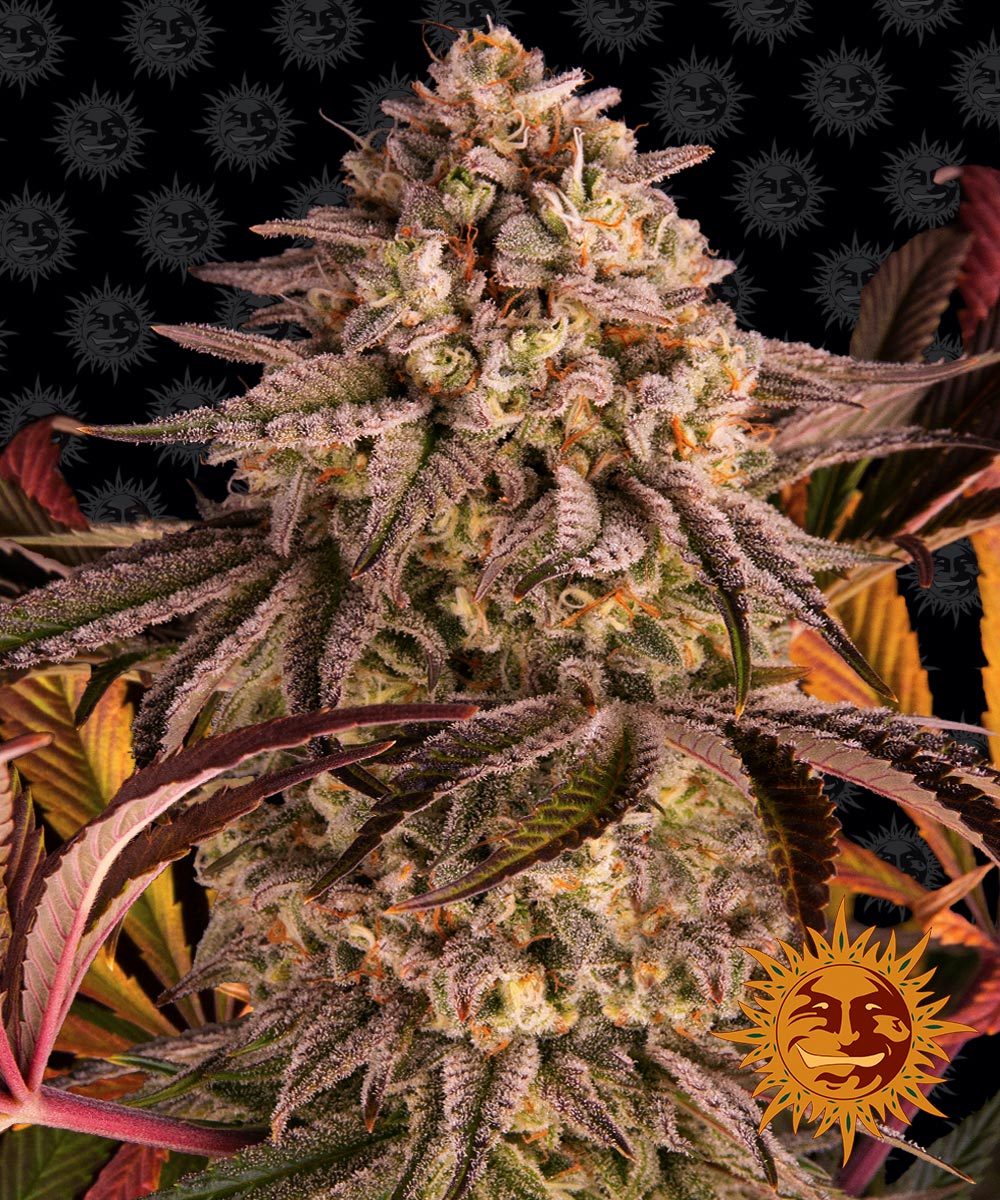Blue Sunset Sherbert Feminized Seeds