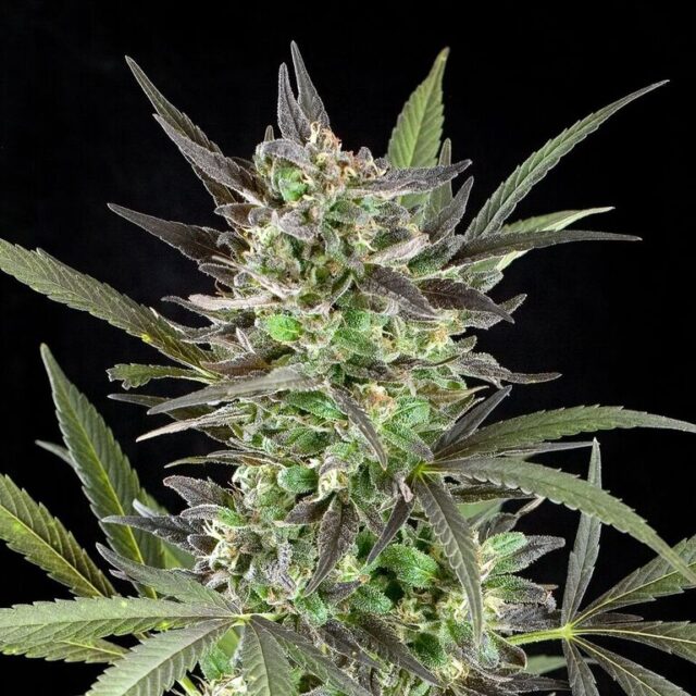 Blue Venom Feminized Seeds-5