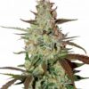 Blue Mazar Auto Feminized Seeds