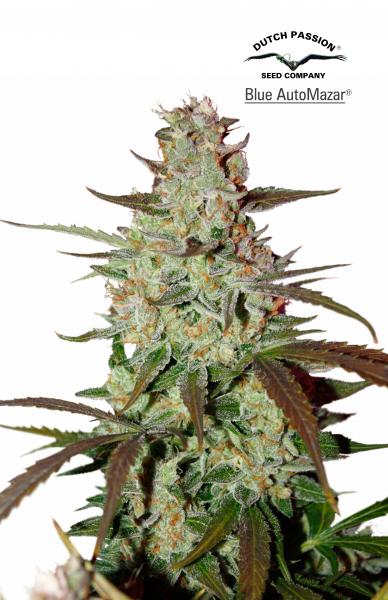 Blue Mazar Auto Feminized Seeds