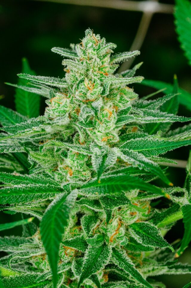 Blue Dream Feminized Seeds