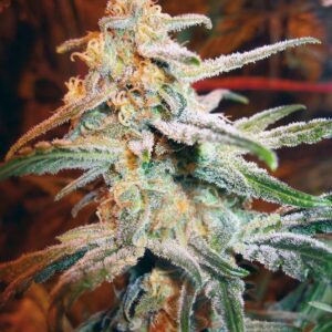 Blue Mystic Feminized Seeds