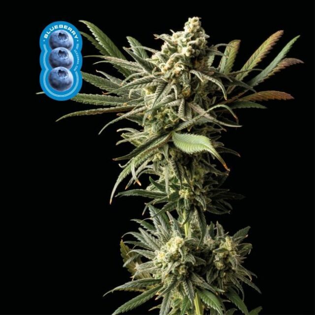 Blueberry Feminized Seeds