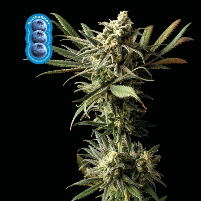 Buy Blueberry Feminized Seeds By Seedsman In America Stellar Seeds