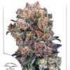 Blueberry Feminized Seeds