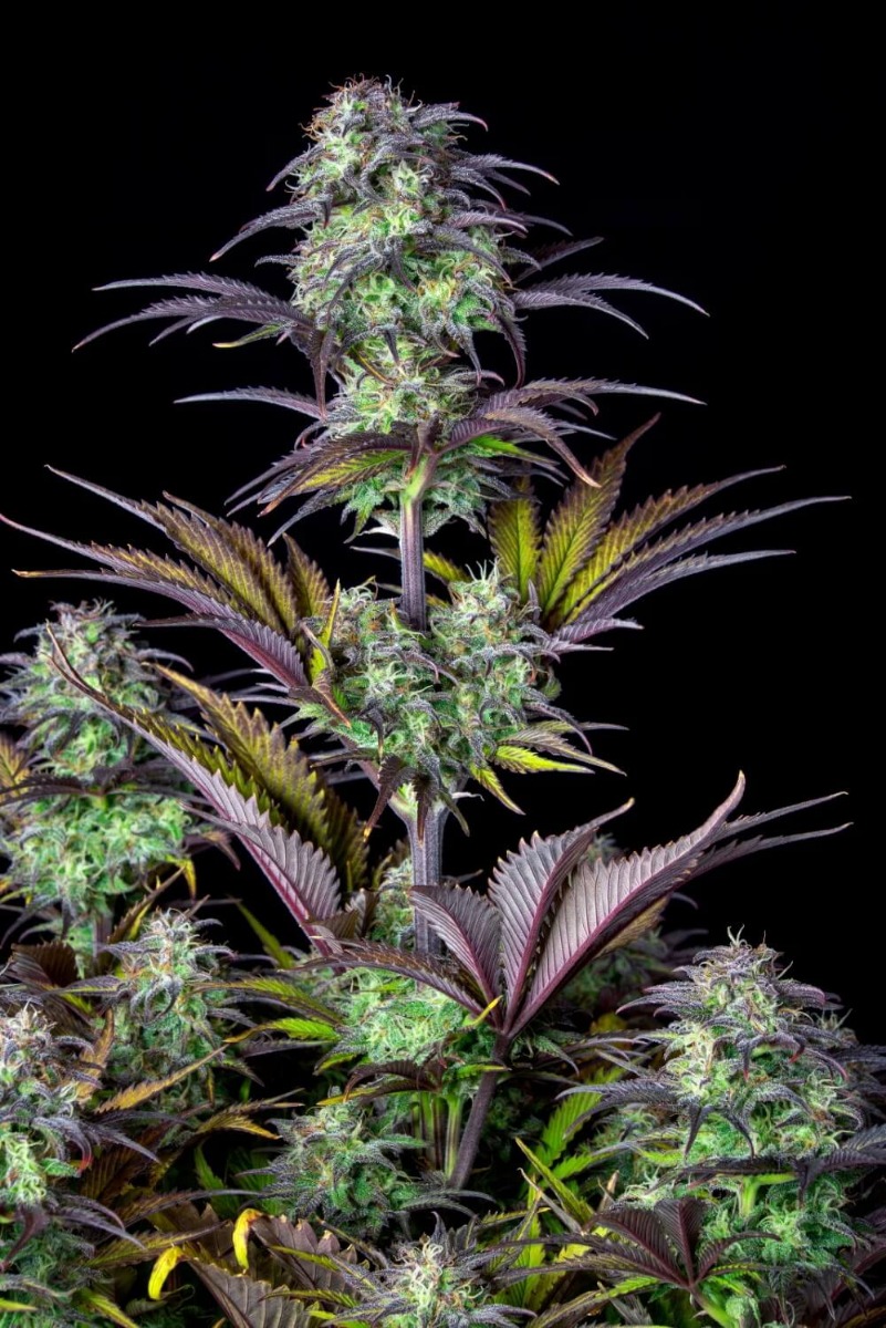 blueberry-auto-2
