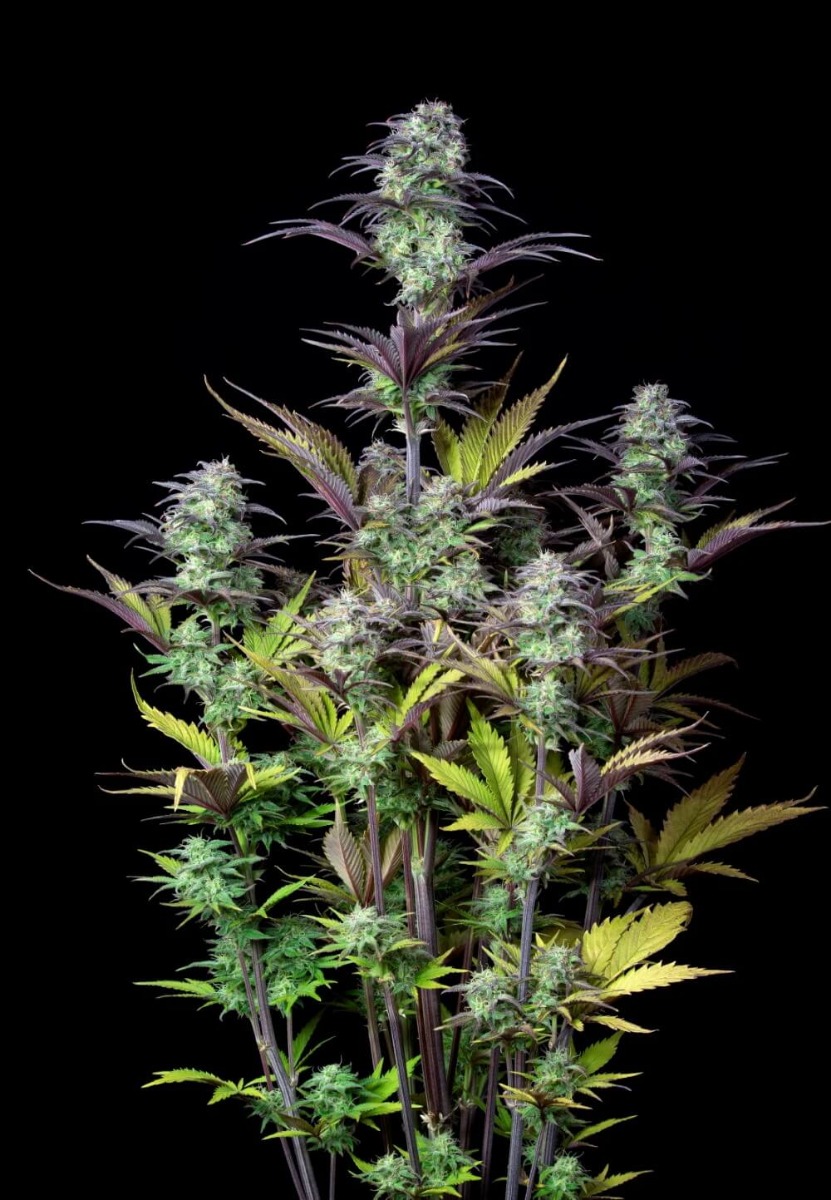 Original Blueberry Auto Feminized Seeds Original Blueberry Auto Feminized Seeds