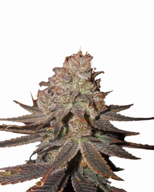 Blueberry Auto Feminized Seeds