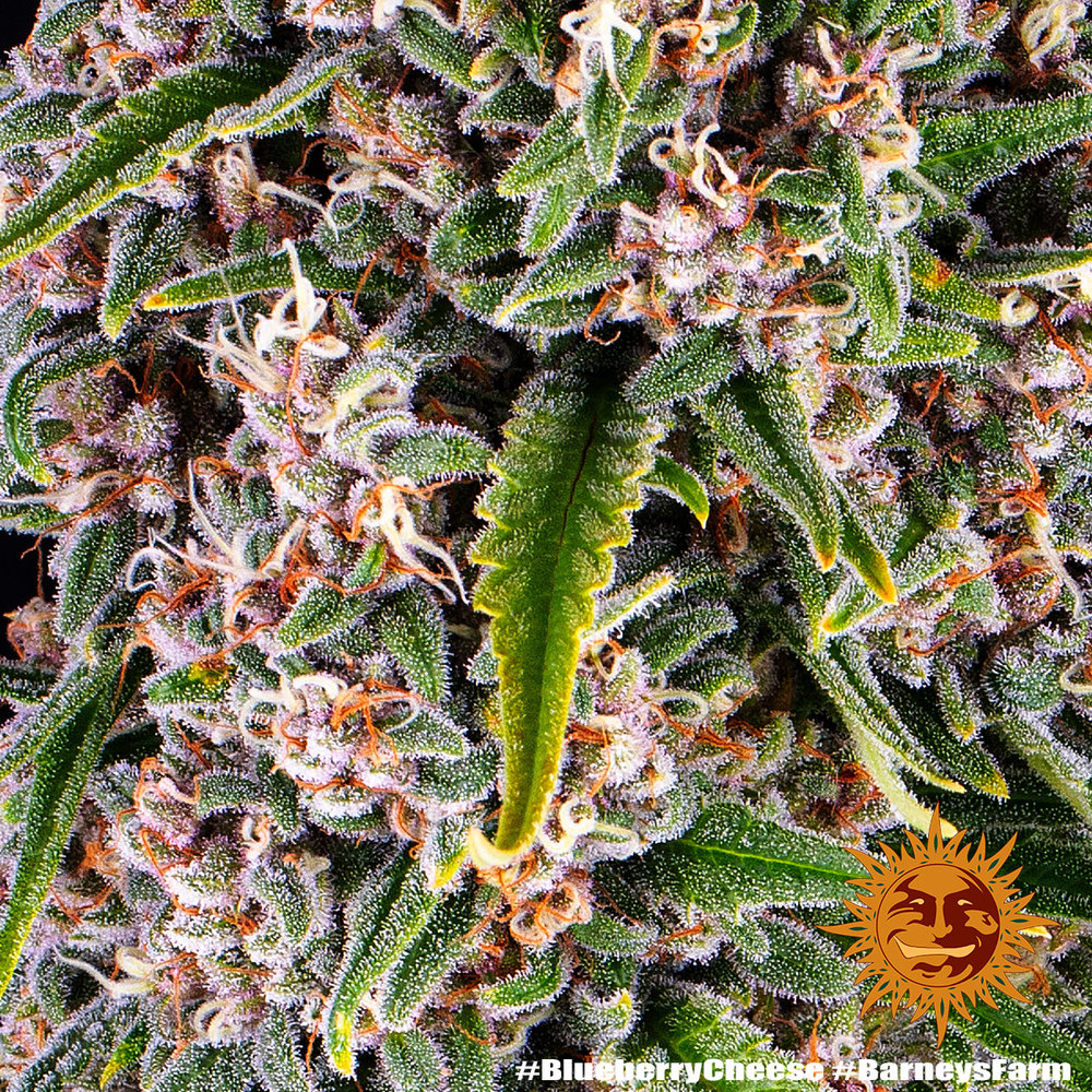 Blueberry Cheese Feminized Seeds