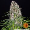 Blueberry Cheese Feminized Seeds