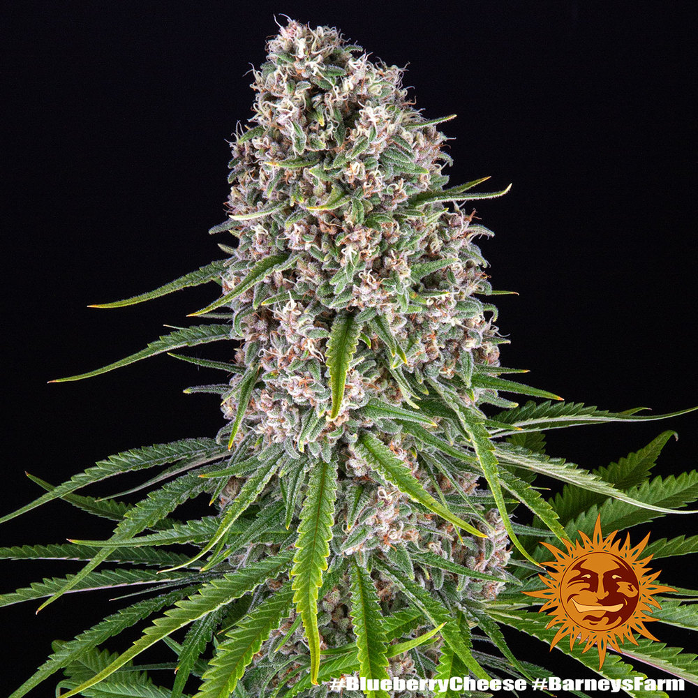 Blueberry Cheese Feminized Seeds