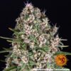 Blueberry Cheese Feminized Seeds