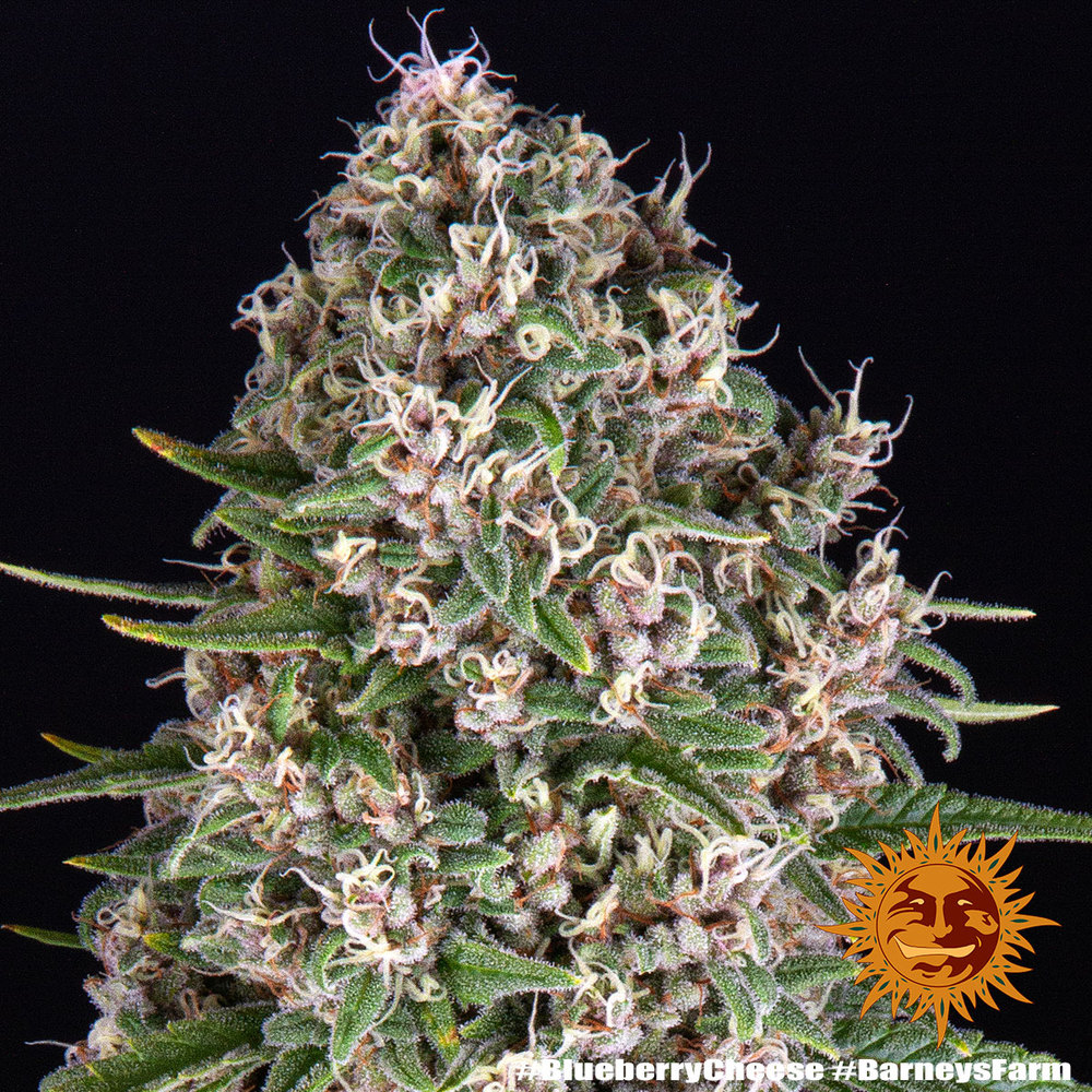 Blueberry Cheese Feminized Seeds