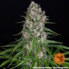 Blueberry Cheese Feminized Seeds
