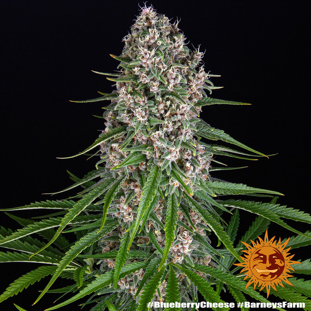 Blueberry Cheese Feminized Seeds